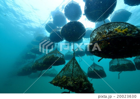 牡蠣棚 牡蠣棚 20023630