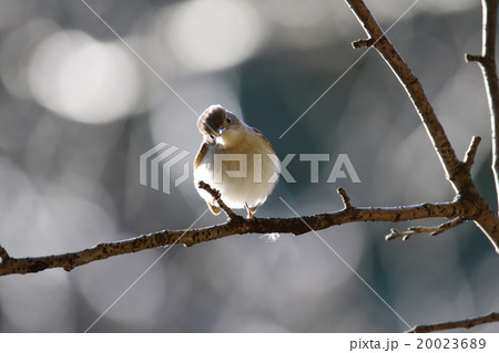 オジロビタキ オジロビタキ 20023689