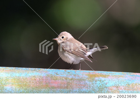 オジロビタキ 20023690