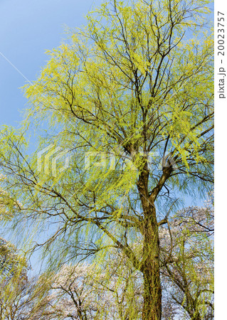 枝垂れ柳の新緑とソメイヨシノの花の写真素材