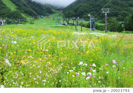 花畑のゲレンデ 20023793