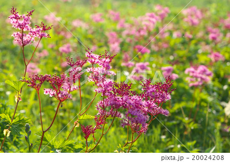 アカバナシモツケソウ 20024208