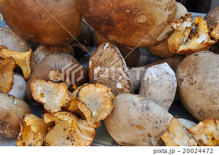 mushroom on  table 20024472