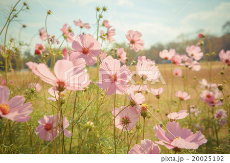 Cosmos flower blossom in garden 20025192