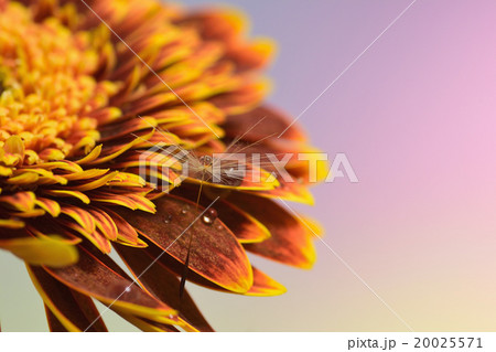 ガーベラの花びらとタンポポ綿毛 水滴写真の写真素材