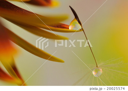 ガーベラとタンポポ　水滴写真 20025574