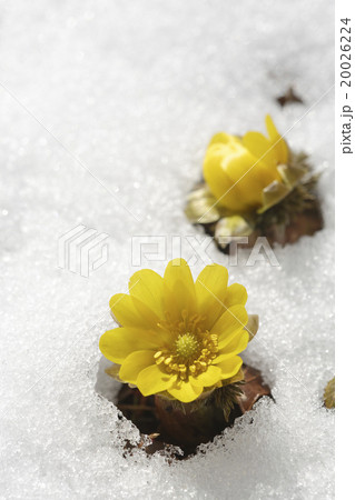 福寿草 20026224