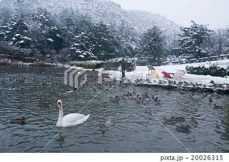 雪景色 雪景色 20026315