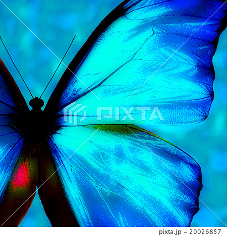 モルフォチョウのイラスト素材