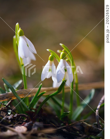 Spring snowdrop flowers blooming in sunny day Spring snowdrop flowers blooming in sunny day 20026929
