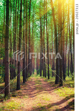 Pine forest in sunny day 20027313