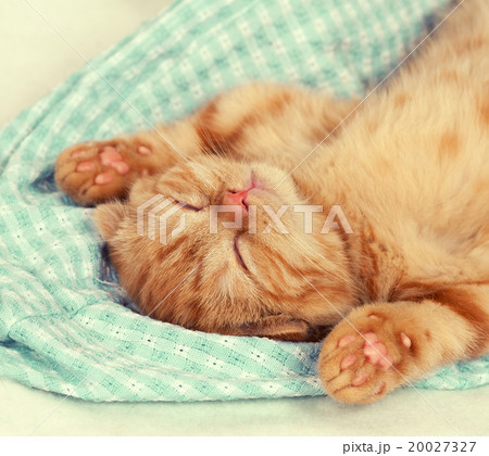 Little kitten with paws up sleeping on the back 20027327