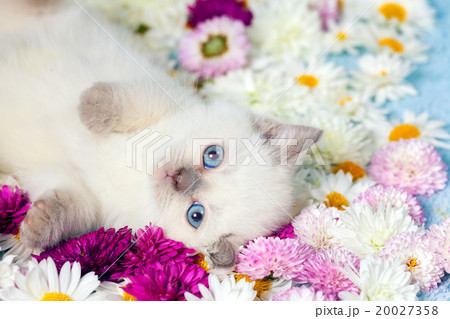 Portrait of little kitten with flowers 20027358
