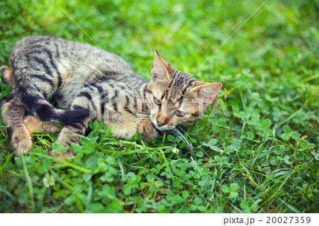 Cat lying in clover 20027359