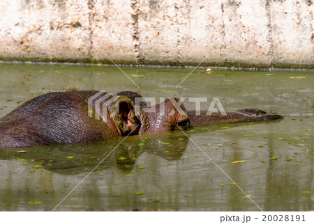 Hippo completely bathed in river at water level 20028191