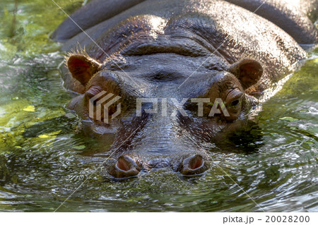 Hippo completely bathed in the river at water  20028200