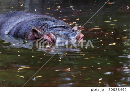Behemoth completely bathed in the river  20028442