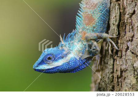 Blue Lizard with big eyes in closed up details 20028553