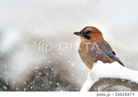 ミヤマカケス 20028874