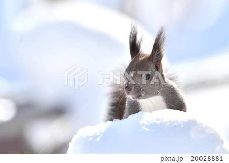雪の中のエゾリス 雪の中のエゾリス 20028881