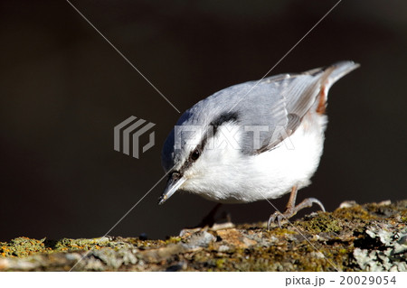 ゴジュウカラ ゴジュウカラ 20029054