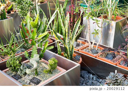Cactus and succulents plants in garden Cactus and succulents plants in garden 20029112