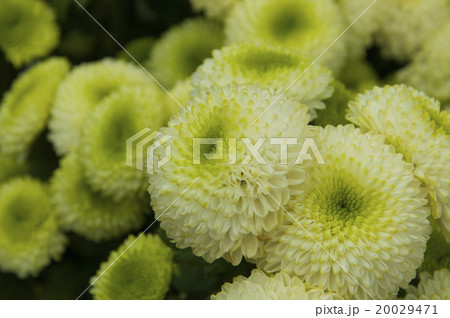 菊 キク 菊の花 20029471