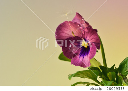 よく咲くスミレ　水滴写真 20029533