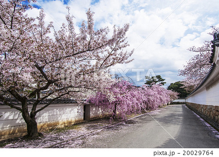 勧修寺の桜並木 春の京都 桜の名所 そうだ京都行こうの写真素材