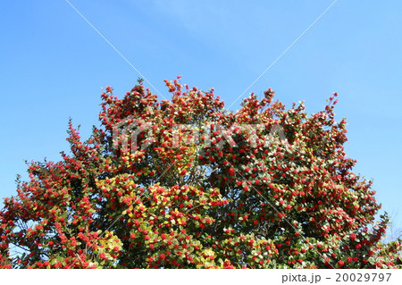 セイヨウヒイラギ セイヨウヒイラギ 20029797