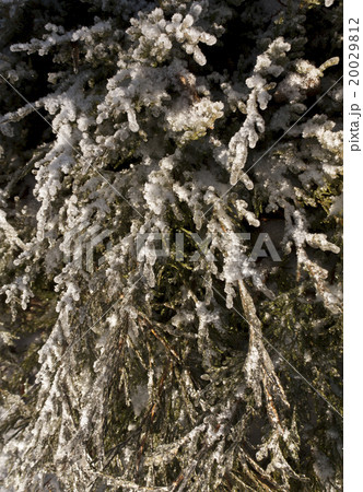 Snow and frost on green thuja. 20029812