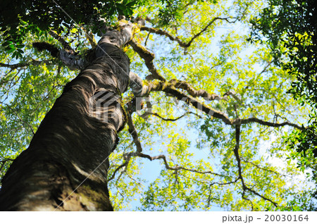 Blur background of Big tree 20030164