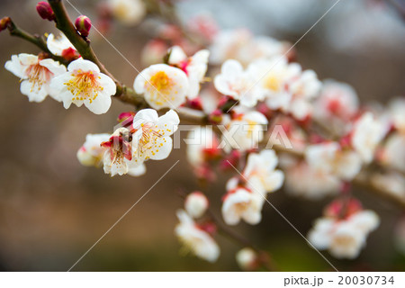 梅の花 梅の花 20030734
