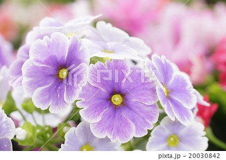 プリムラの花 プリムラの花 20030842