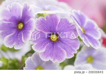 プリムラの花 20030843