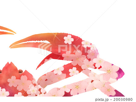 桜ずわいがにアップ 20030980