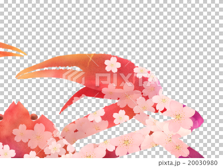 桜ずわいがにアップ 20030980