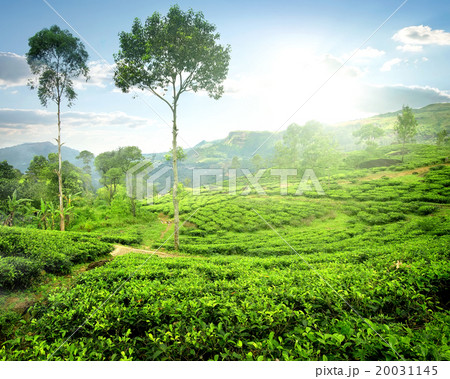 Fog over tea plantations 20031145
