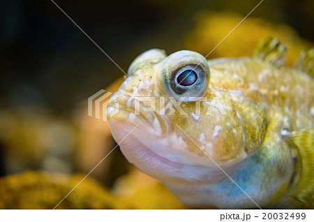 barbed plunderfish antarctic fish underwater barbed plunderfish antarctic fish underwater 20032499