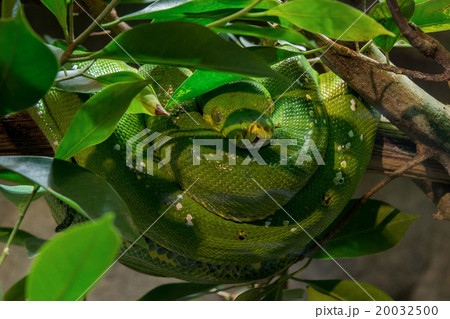 green python on a tree green python on a tree 20032500