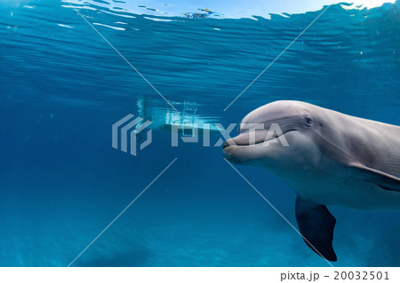 dolphin underwater on reef background dolphin underwater on reef background 20032501