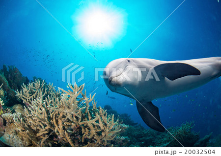 dolphin underwater on reef background dolphin underwater on reef background 20032504