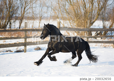 Black frisian horse in winter 20032650
