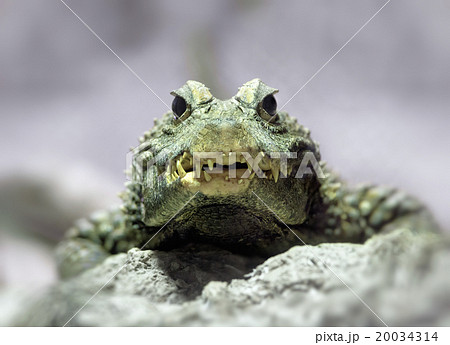 Dwarf crocodile Dwarf crocodile 20034314