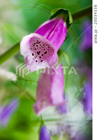 Beautiful flowers purple Foxglove Beautiful flowers purple Foxglove 20034338