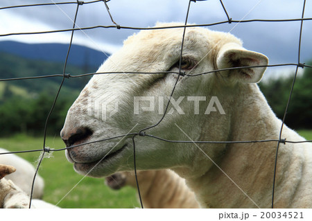sheep from small home farm sheep from small home farm 20034521