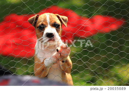 American Pit Bull Terrier 20035089