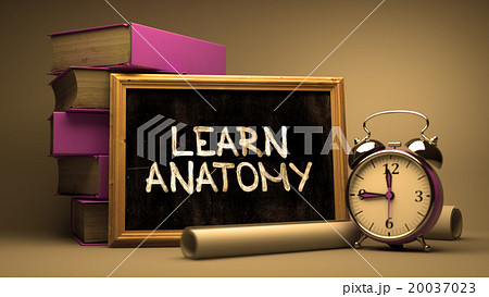 Learn Anatomy Concept Hand Drawn on Chalkboard. Learn Anatomy Concept Hand Drawn on Chalkboard. 20037023
