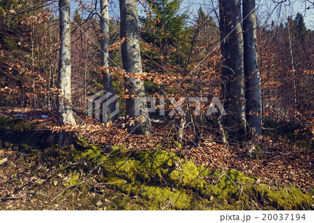 Beautiful autumn scene in the forest 20037194