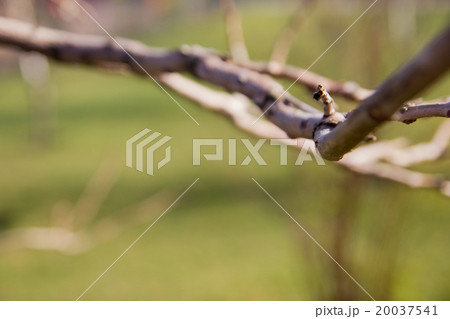Sunny abstract green nature background, selective 20037541
